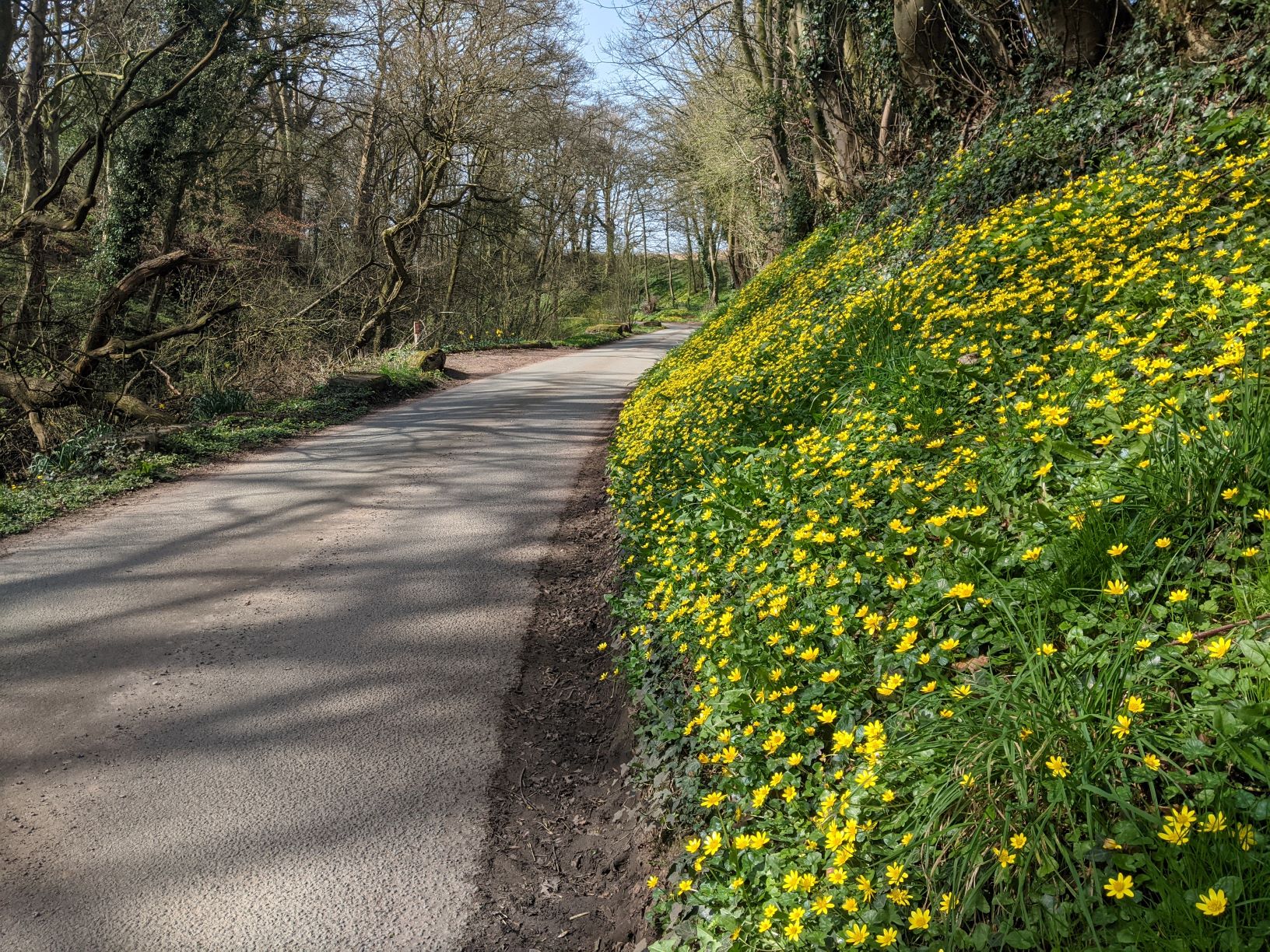 Bank of Celandines in Mill Lane, March 30th 2021
